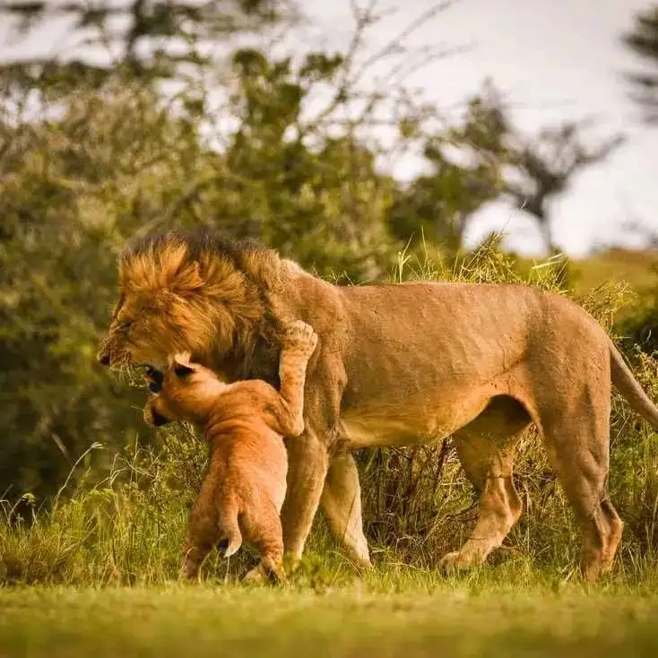 Ngorongoro & Tarangire - 2 Days / 1 Night Safari
